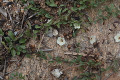 Merremia tridentata subsp. hastata